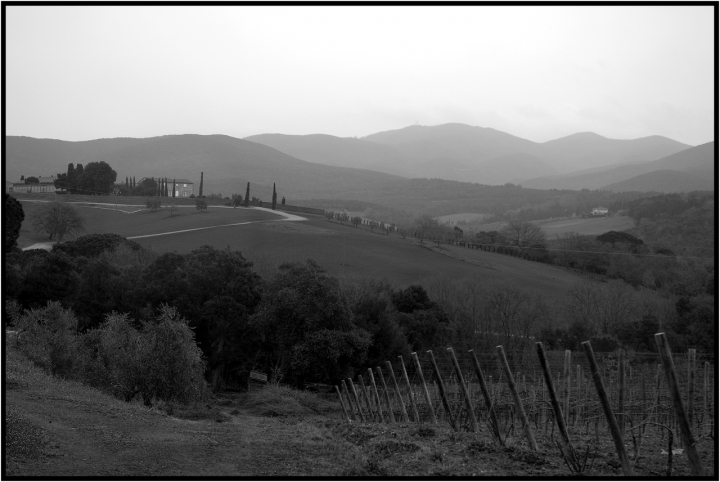 La campagna nella patria del Sassicaia di Luca G.