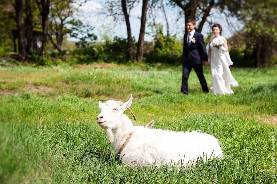 Bryllupsfotograf Yuliya Zaichenko (yzfoto). Bilde av 3 juni 2015