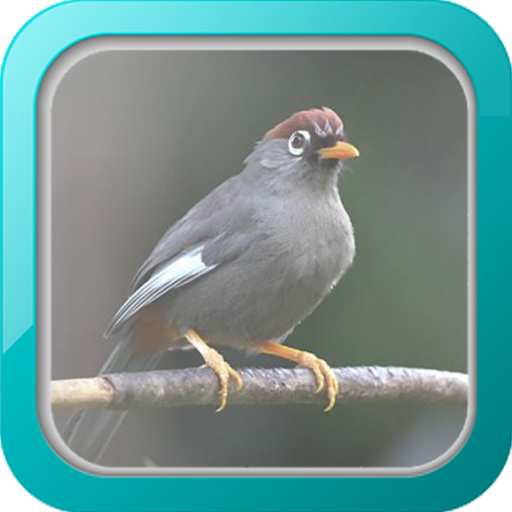 Kicau Poksay Mandarin 1 0 Apk Download Com Masterkicau