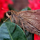 Oriental grey swift