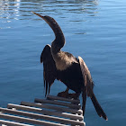 Anhinga