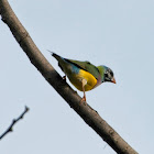 Gouldian Finch (juvenile black-headed male)