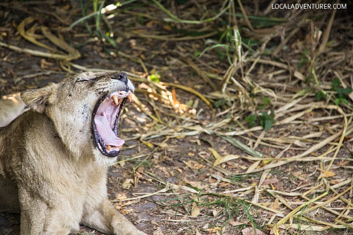 Bali Safari and Marine Park.