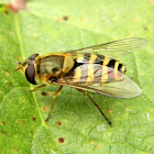 Syrphus Hoverfly