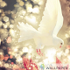 Download White dove live wallpaper For PC Windows and Mac 1.0.0