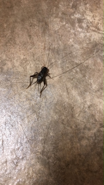 House cricket