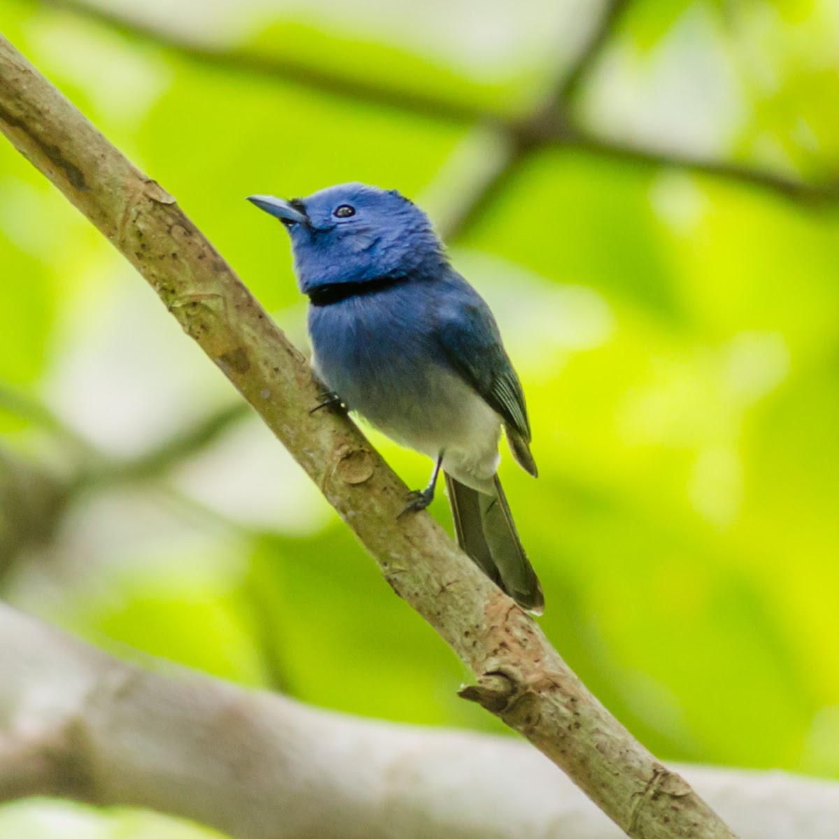 Black-naped Monarch