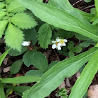 Wild Strawberry