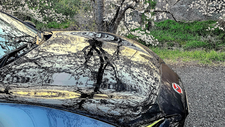 ロードスターの桜コラボ🌸・春ですね・サクラと愛車に関するカスタム事例の投稿画像2枚目