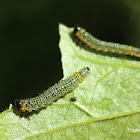 Gooseberry Sawfly Larva