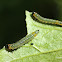 Gooseberry Sawfly Larva