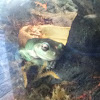 Tree frog