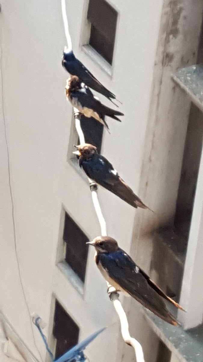 Barn Swallow