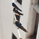 Barn Swallow