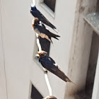 Barn Swallow