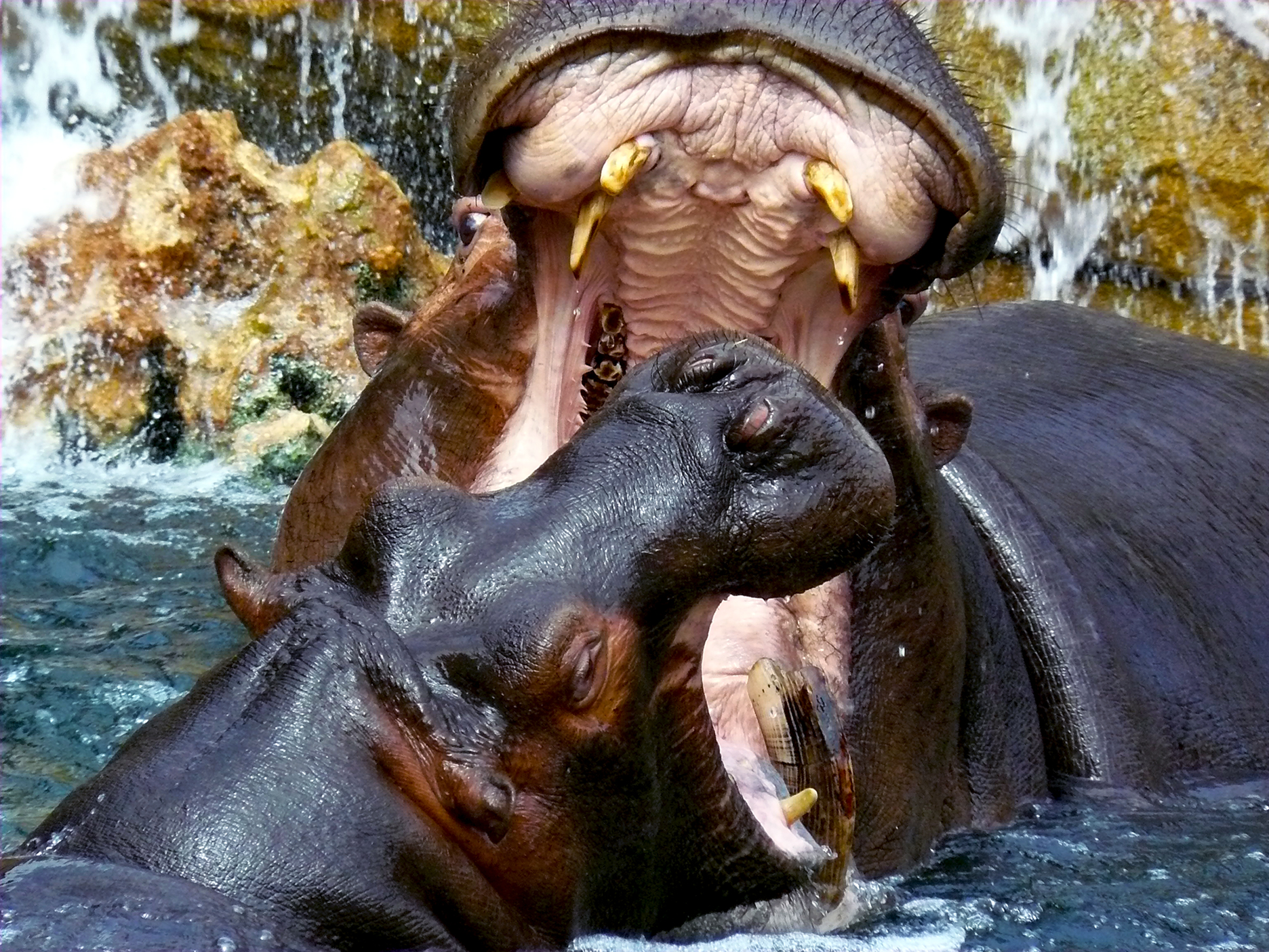 Il "ruggito" dell'ippopotamo di Gianni.Saiani  Photos
