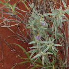 bush tomato