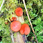 Scarlet elf cup