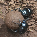 Dung Beetles