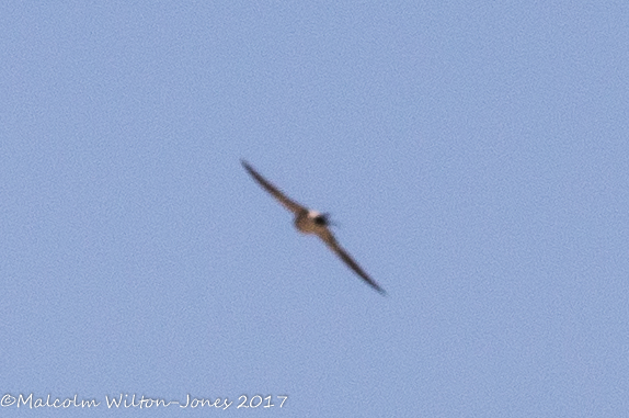 Barn Swallow; Golondrina Común