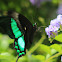 Emerald Swallowtail Butterfly