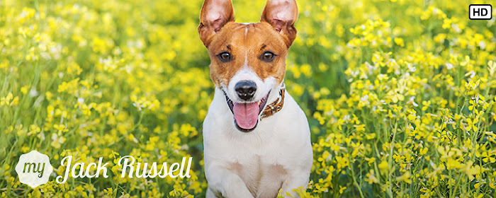 My Jack Russell Dog & Puppy HD Wallpapers marquee promo image