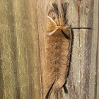 Banded Tussock Moth Caterpillar