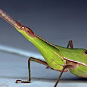 Slant-faced Grasshopper