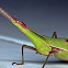 Slant-faced Grasshopper