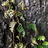 Resurrection Fern