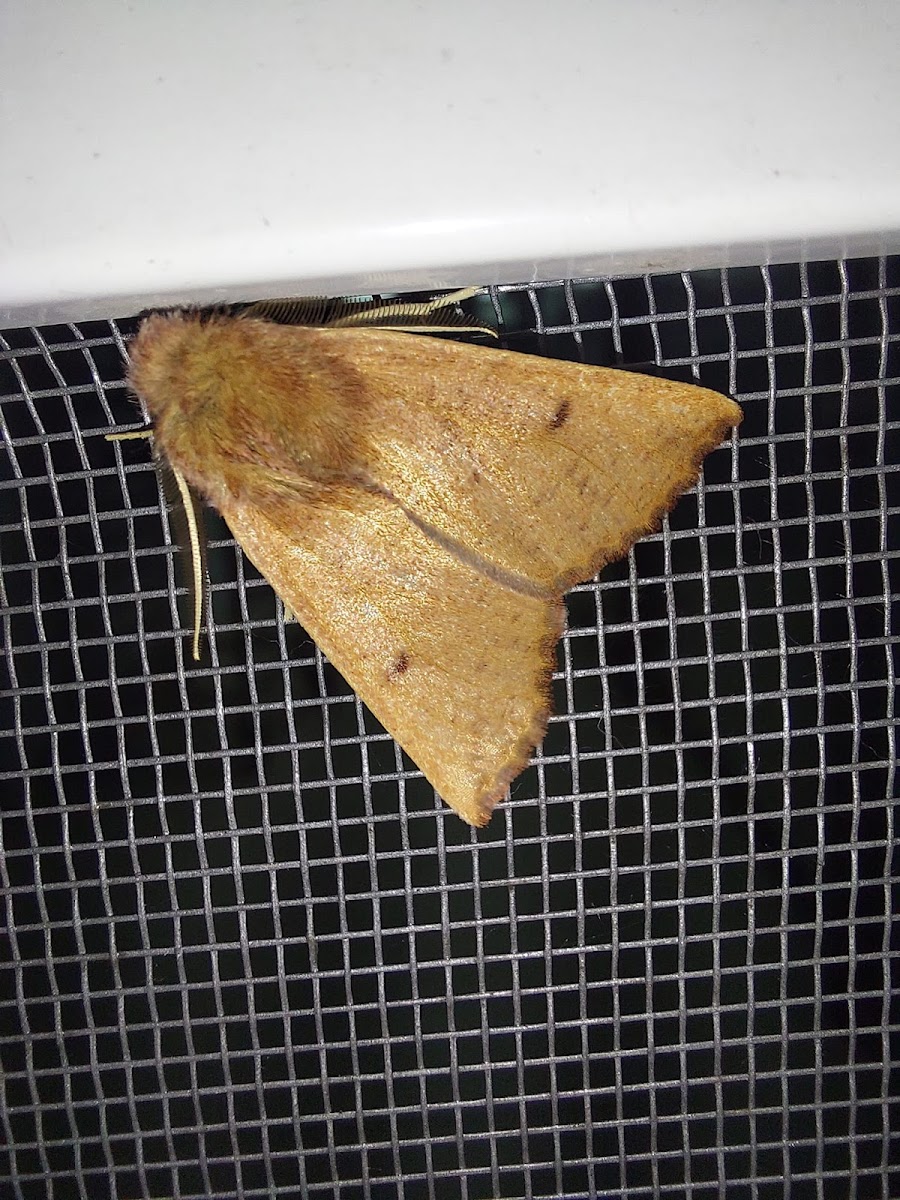 Dasycorsa moth