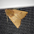 Dasycorsa moth