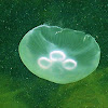 Common jellyfish