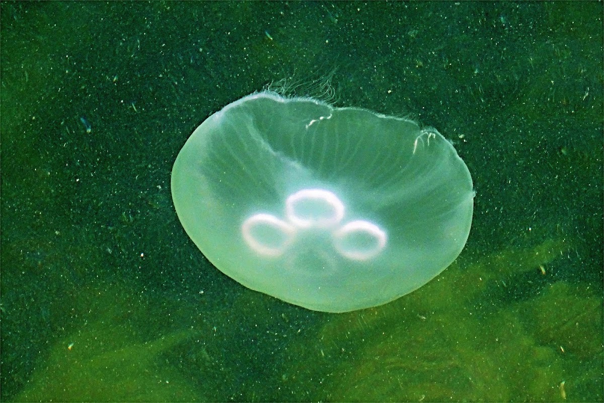 Common jellyfish