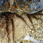 Brittle star