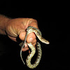 Northern Watersnake