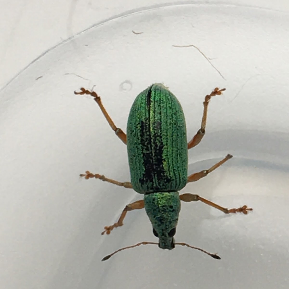 Green Weevil