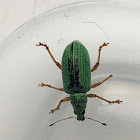 Green Weevil