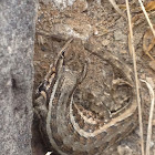 Sagebrush Lizard