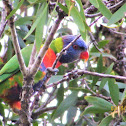 Rainbow Lorikeet