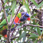 Rainbow Lorikeet