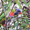 Rainbow Lorikeet