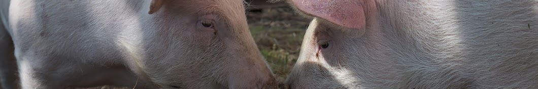 Barn Sanctuary Banner