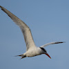 Royal Tern