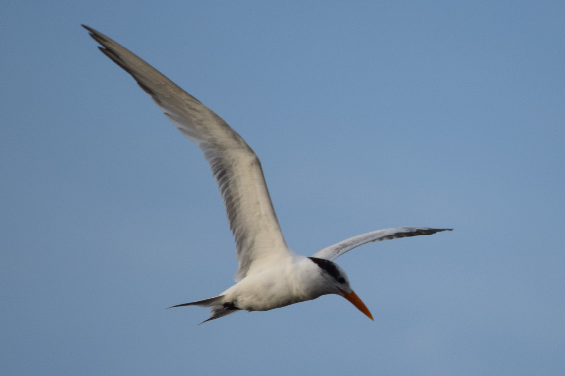 Royal Tern