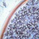 Aerial Road Through Snowy Pines