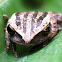 Four-lined Tree Frog or Common Tree Frog