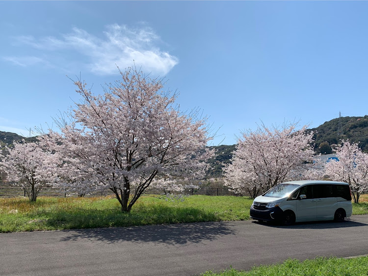 ステップワゴンのRPステップワゴン・仮想USDM・桜とコラボ🌸・サクラと愛車・良き場所に関するカスタム事例の投稿画像2枚目