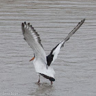 Oystercatcher