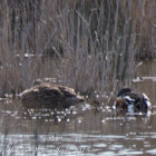 Shoveler; Pato Cuchara